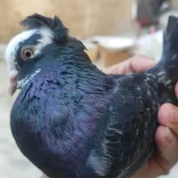 ابلغ سرخپوستی نر