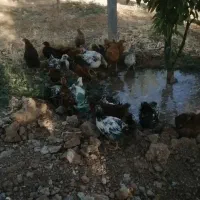 جوجه نیمچه خروس و مرغ پنج ماهه