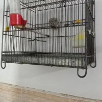 قفس سهره اصلی