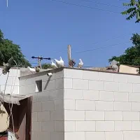 تعدادی نرماده