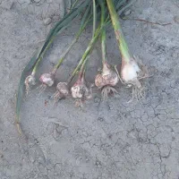 سیرمحلی|خدمات باغبانی و درختکاری|آبدان, |دیوار