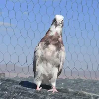 کبوتر نوک ریز