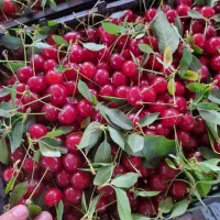 حسابدار ماهر برای میوه و تره بار