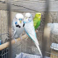 دوجفت مرغ عشق انگلیسی