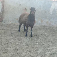 بره نر همو