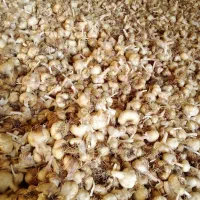 سیر|عمدهفروشی|همدان, |دیوار