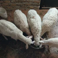 چهار عدد بره رومن
