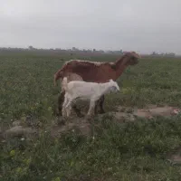 بز سانن با بزغاله سانن نر اصل