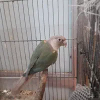 طوطی گرینچیک ماده و یک نر
