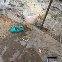 جوجه خروس و بلدرچین