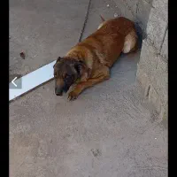 سگ مالینویز نر 2/5 ساله