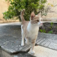 واگذاری رایگان گربه