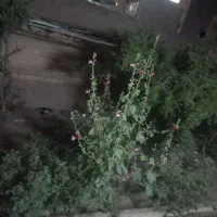 زمین در روستا قز