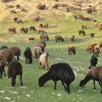 کهره و بره  برای عید قربان