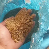 گندم دان مرغ و کبوتر