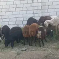 بره  گوسفند