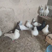کفتر|پرنده|چمران, |دیوار