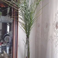 سه عدد گلدان