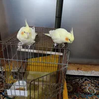 پرنده عروس هلندی