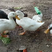 اردک  ماده.    و نر. با بهترین قیمت.