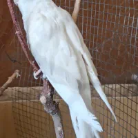 عروس هلندی ماده