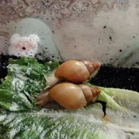 حلزون البینو غول پیکر و زیبا