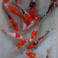 ارزان سرای کوی ماهی برکه و آبنما