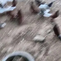 کبوتر رنگی دونه ای 500