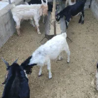 کهره نر