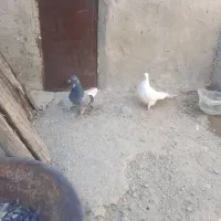 دونه ای150