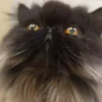 گربه اصیل جهت واگذاری