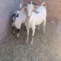بز کره جوان شیرا