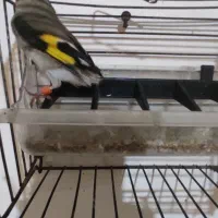 سهره ماده