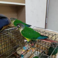 گرینچیک جوجه