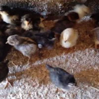 جوجه تزیینی