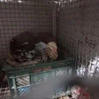 مرغ گلین کرچ