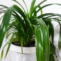 گل پاندانوس