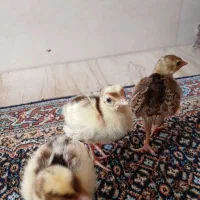 ۱هفته طاوس