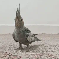 جوجه عروس هلندی