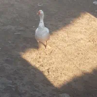 غاز|حیوانات مزرعه|ارشق, |دیوار