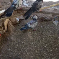 کفتر|پرنده|بزینه رود, |دیوار