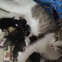 پیش فروش بچه گربه