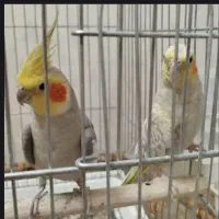 عروس هلندی