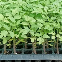 نشا گوجه بادمجان