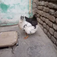 مرغ