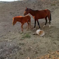 اسب|اسب و تجهیزات اسب‌سواری|میانه, |دیوار