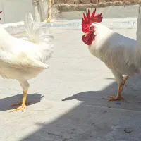 دو عدد خروس