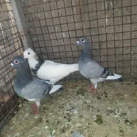 کفتر|پرنده|بیرجند, |دیوار