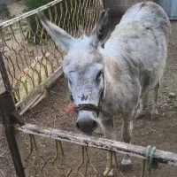خر نر (اخته)