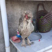یک خروس لهستانی سلطان